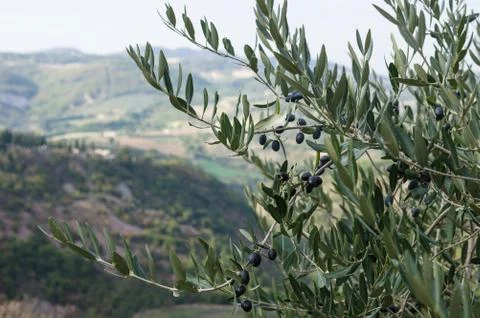 Olive tree in autumn Foto stock