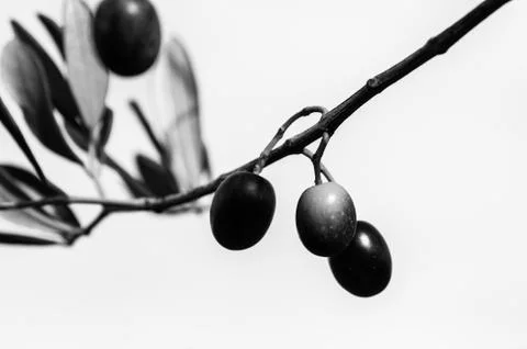 Olive tree in autumn Stock Photos