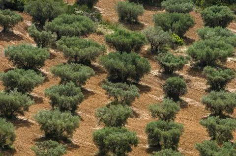 Olive tree in autumn Stock Photos