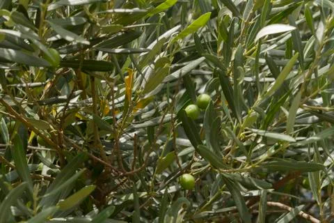 Olive tree background Stock Photos