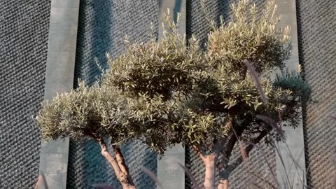 Olive tree on a background off sparkling in the rays of the sun, the waterfall Video stock 323855677