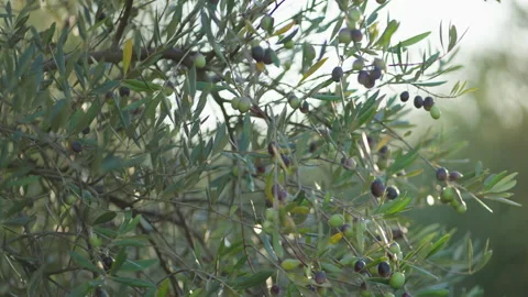 Olive tree backlight prores Stock Footage 169582187