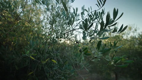 Olive on tree backlit by sun cinematic 2 prores Stock Footage 169581517