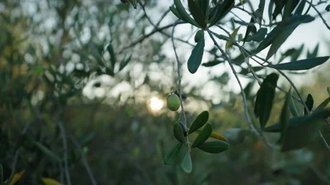 Olive on tree backlit by sun cinematic prores Stock Footage 169581632
