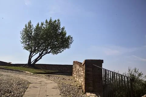 Olive tree on a balconade by the edge of a turn in a path of a castle on a cl Stock Photos