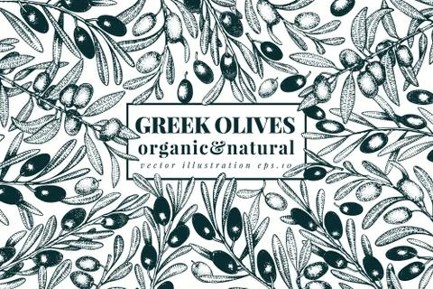 Olive tree banner template. Vector vintage illustration. Hand drawn engraved Stock Illustration