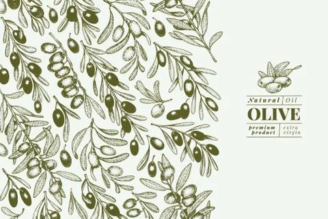 Olive tree banner template. Vector vintage illustration. Hand drawn engraved Illustrazione stock