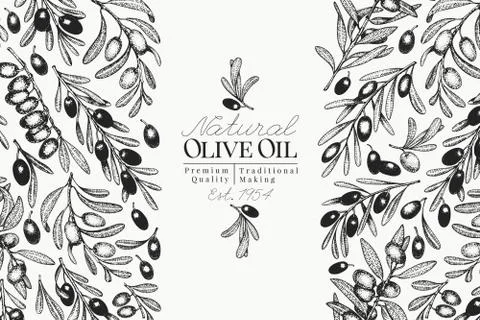 Olive tree banner template. Vector vintage illustration. Hand drawn engraved Stock Illustration