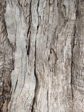 Olive tree bark Background 스톡 사진