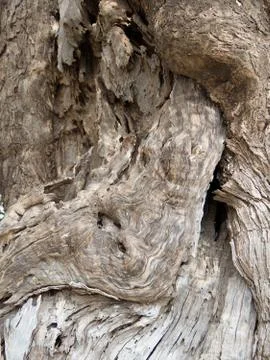 Olive tree bark Background Stock Photos