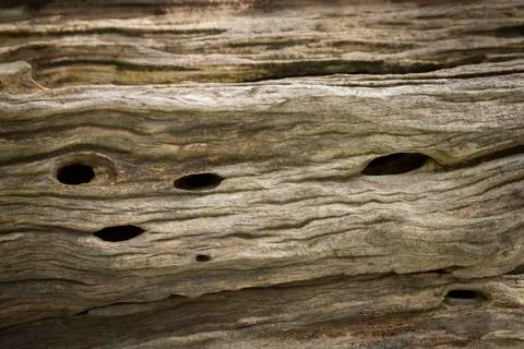 Olive tree bark Stock Photos