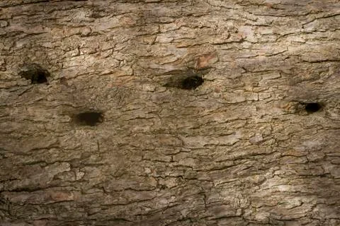 Olive tree bark Stock Photos