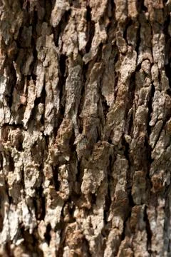 Olive Tree Bark Stock Photos