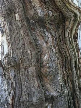 Olive tree bark Stock Photos