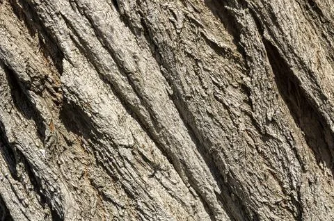 Olive tree bark pinaster trunk symbol. Texture made of olive tree bark . Beau Stock Photos