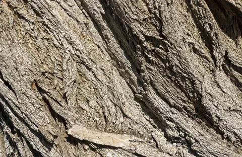 Olive tree bark pinaster trunk symbol. Texture made of olive tree bark . Beau Stock Photos