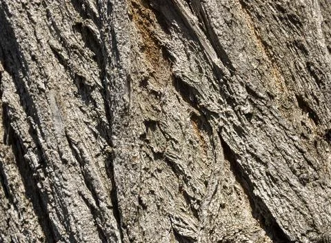 Olive tree bark pinaster trunk symbol. Texture made of olive tree bark . Be.. Stock Photos