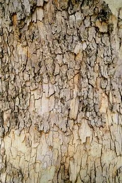 Olive tree bark texture close-up Stock-Fotos
