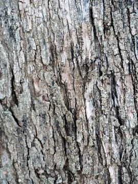 Olive Tree Bark Texture Close-Up in Nature Foto stock