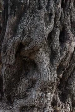 Olive tree bark texture Stock Photos