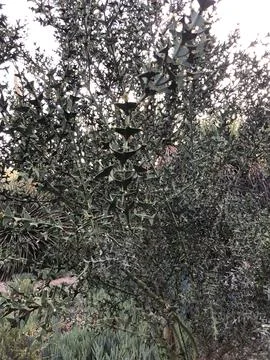Olive Tree Basking in the Glow of Sunset in a Tranquil Garden Setting Stock Photos