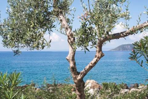 Olive tree on the beach Stock Photos