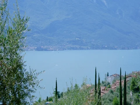 Olive tree, Big mountain in the background,Garda Lake Stock Footage 78697884