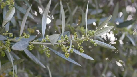 Olive tree blooming with small flowers Olea europaea in Mediterranean Stock-Footage 332810522