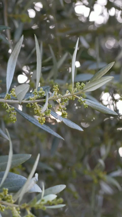 Olive tree blooming with small flowers Olea europaea in Mediterranean Stock Footage 333117100