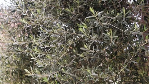 Olive tree. Blossoming olive tree, close-up Stock Footage 308724240