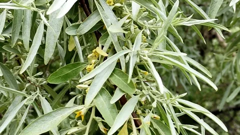 Olive tree blossoms in spring branches sway in the wind Stock Footage 155001218