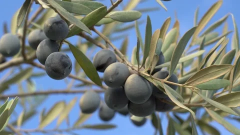 Olive tree with blue olives isolated at sunny blue sky background Stock Footage 139229722