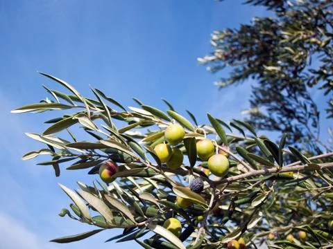 Olive tree with blue sky background 库存照片