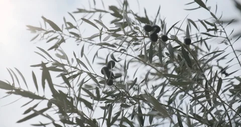 Olive Tree in a Blue Sky Видео 122382215
