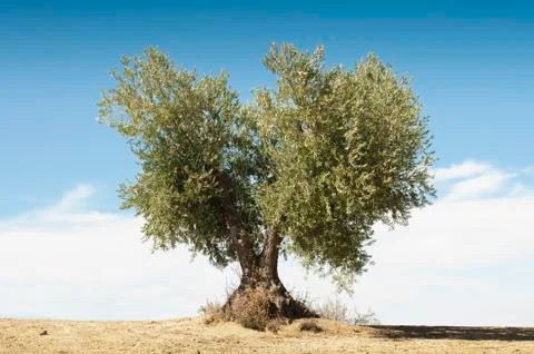 Olive tree on blue sky Stock Photos