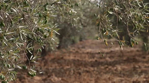 Olive Tree Branch and Leafs Swinging in the Wind Stock Footage 68060022