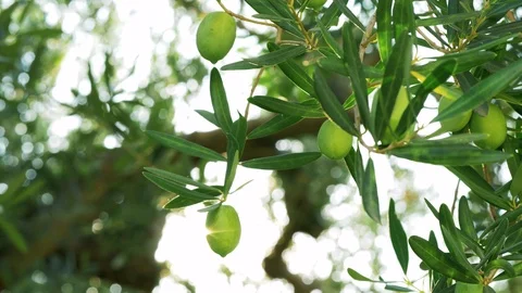 Olive tree branch and sunbeam Video stock 92809867
