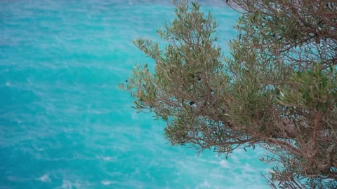 Olive tree branch on the background of the Mediterranean Sea.  Stock Footage 169666509