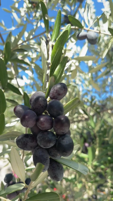 Olive tree branch with big bunch of dark ripe olives swaying Stock-Footage 304657240