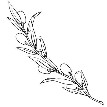 Olive tree branch in black line, hand drawn vector illustration isolated. Stock Illustration