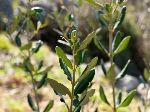 Olive tree branch close up Stock Photos