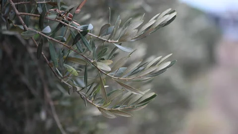Olive tree branch in the evening in winter in Cyprus 1 Stock Footage 257934127