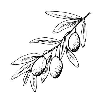 Olive tree branch, foliage. Stock Illustration
