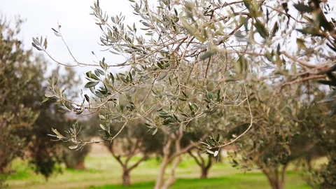Olive Tree Branch Stock Footage 124704609