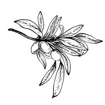 Olive tree branch with fruit berries and leaves. Black ink line art hand drawn Illustrazione stock