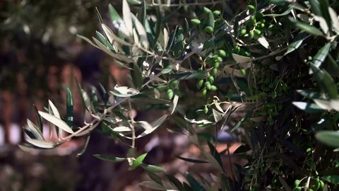 Olive tree, a branch of fruit tree. Stock-Footage 80519126