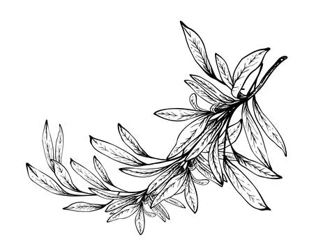Olive tree branch, fruitless with green leaves. Hand drawn ink line art vector Illustrazione stock