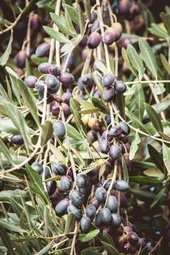 Olive tree branch full of berries Stock Photos
