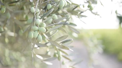 Olive Tree Branch With Green Olives. Vídeos de archivo 208958294