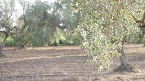 Olive Tree Branch With Green Olives. Vídeos de archivo 208958351